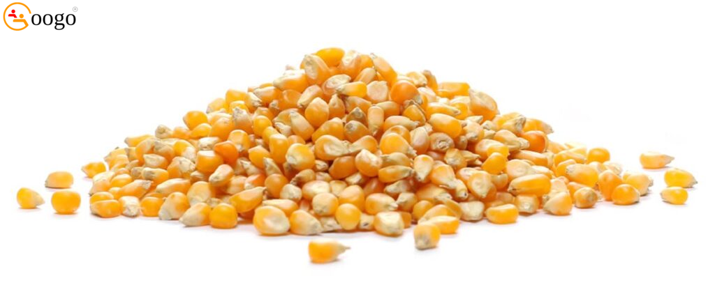 Corn Maize